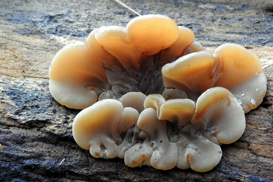 Sierlijke oren - Schimmels - Viltig judasoor