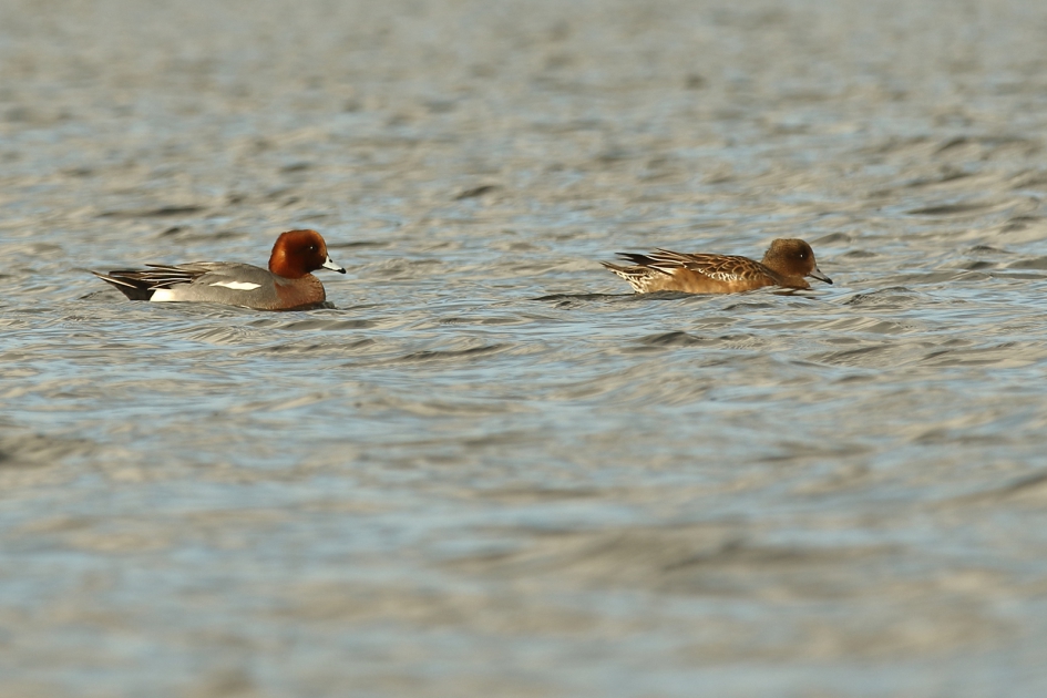 smient m + v - Vogels - 