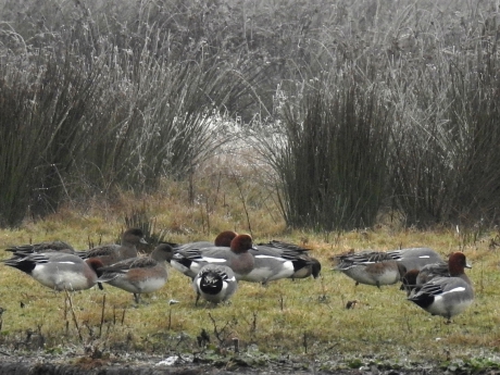 Smienten tussen de begroeiing langs het water