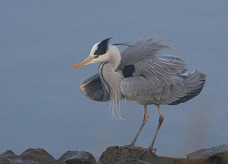 Blauwe reiger - Vogels - 