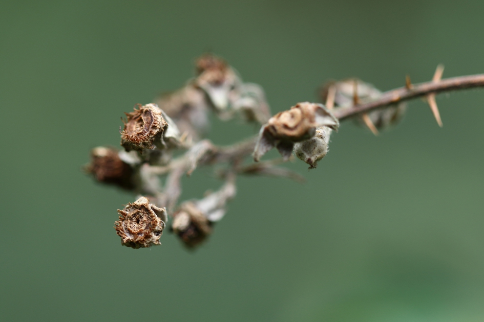sneeuwbes - Planten - 