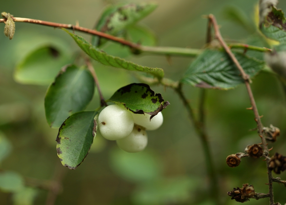 sneeuwbes - Planten - 