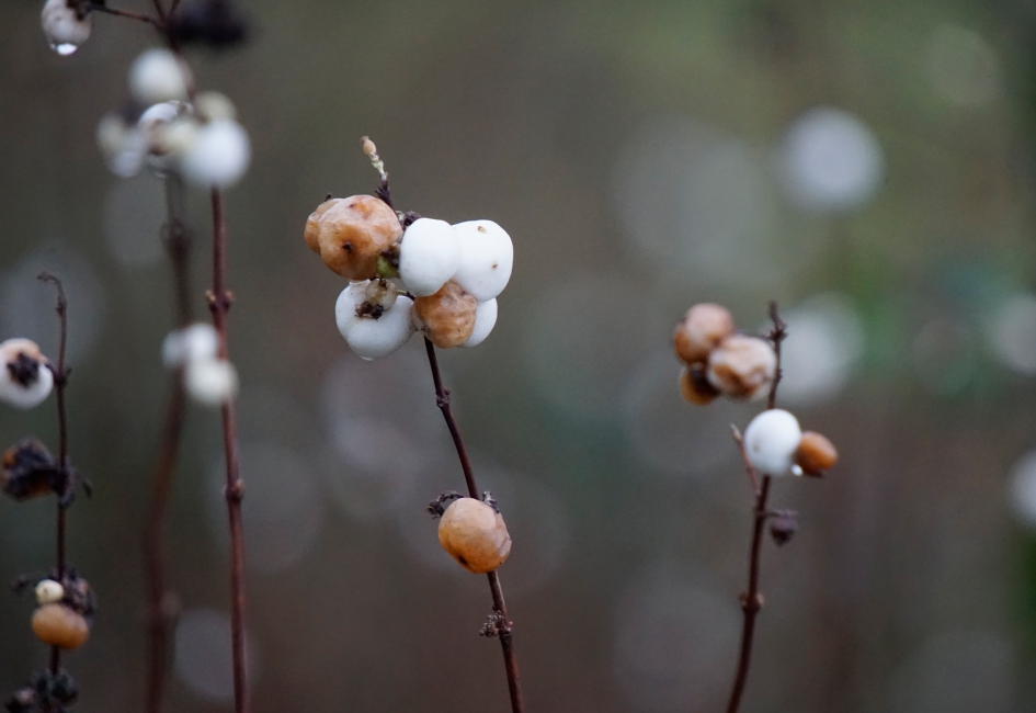 Sneeuwbes - Planten - 
