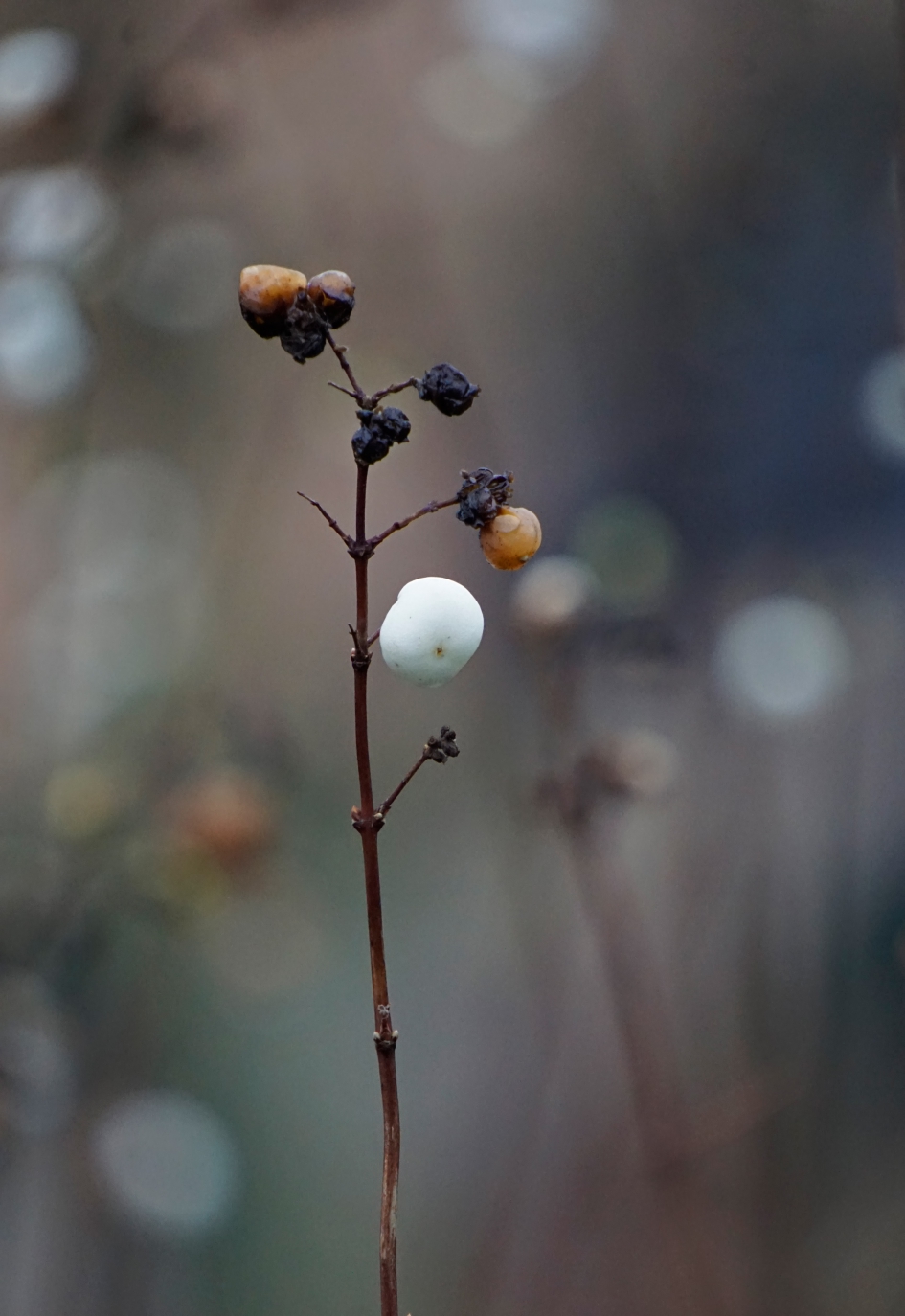 Sneeuwbes - Planten - 