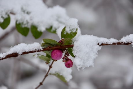 Sneeuwbessen