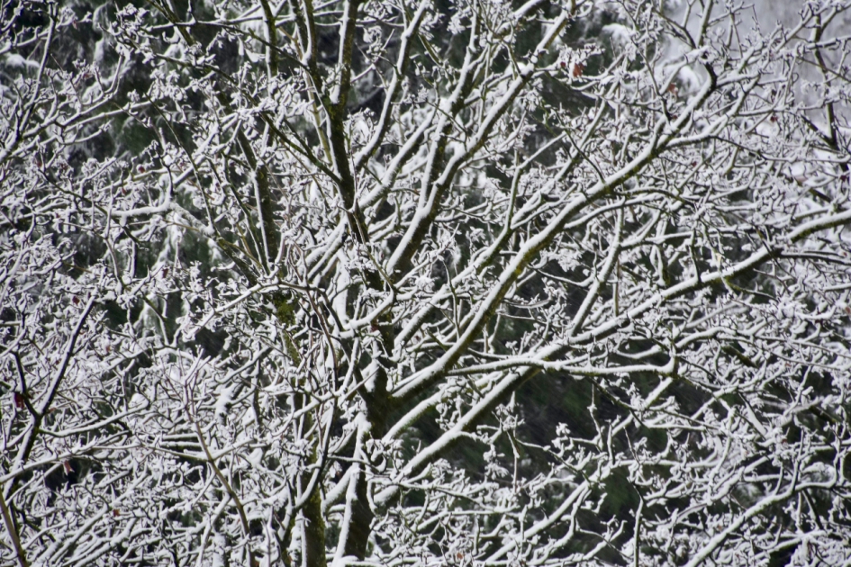 Sneeuwlijnen - Planten - 