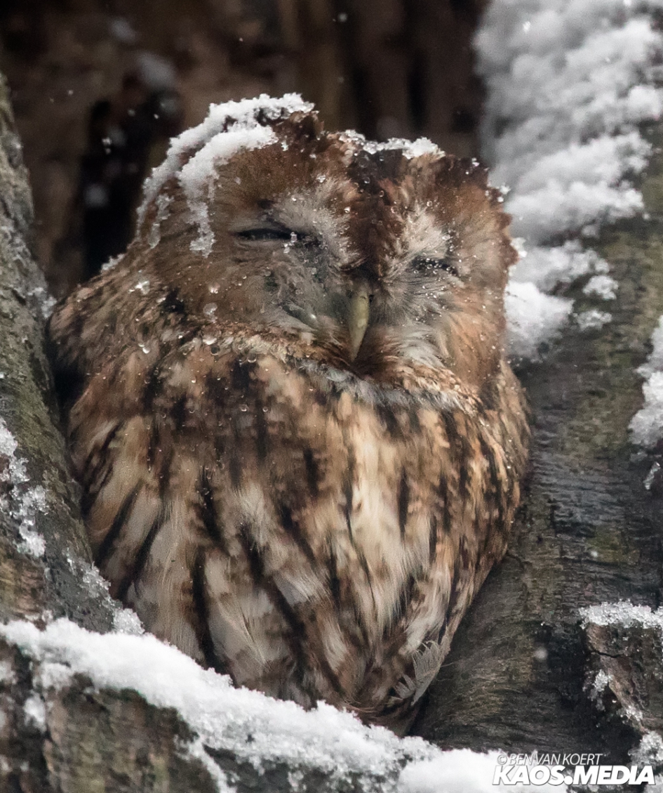 'Sneeuwuil' - Vogels - Bosuil