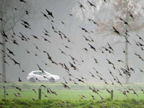 Spreeuwen, mist en een sprankje licht