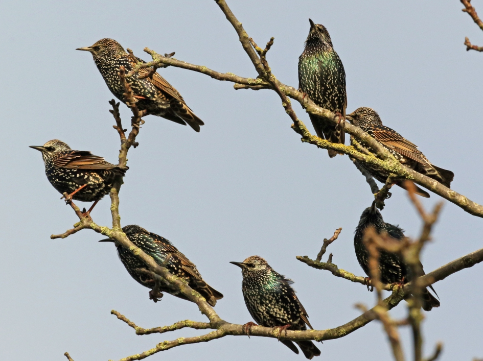 Spreeuwenkrans - Vogels - Spreeuwen