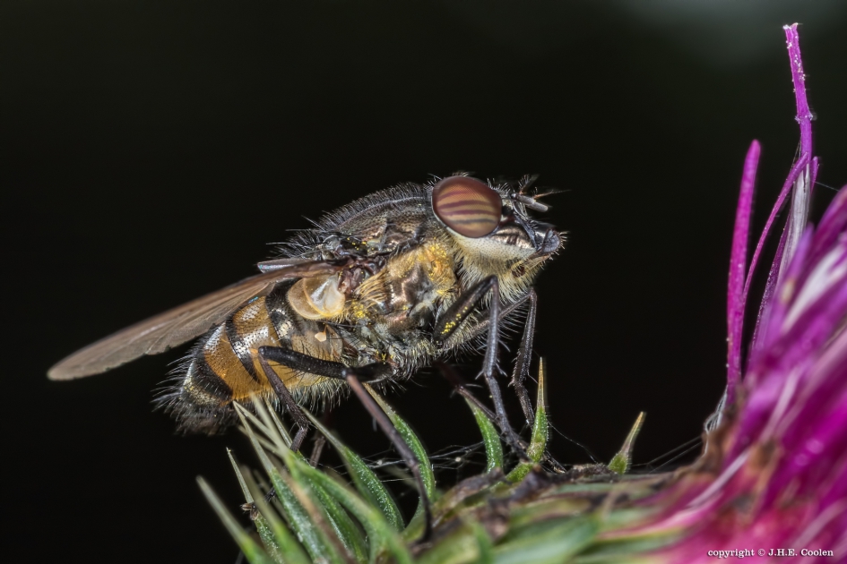 Sprinkhaanvlieg (Stomorhina lunata) - Geleedpotigen - Sprinkhaanvlieg