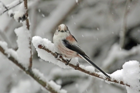 Staartmees in de sneeuw