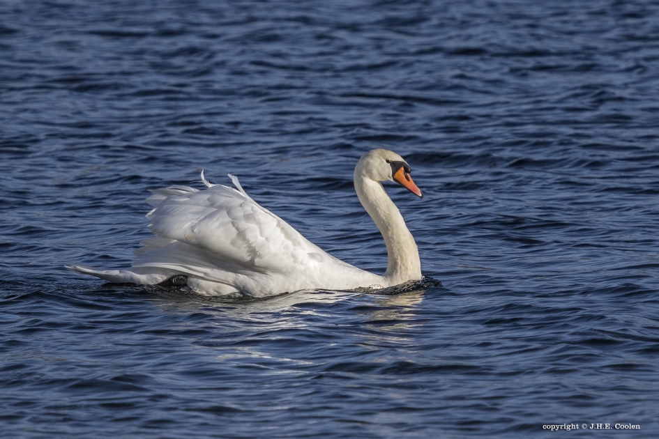Statig - Vogels - Knobbelzwaan