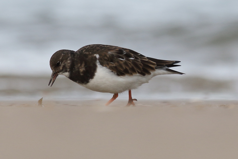 steenloper - Vogels - 