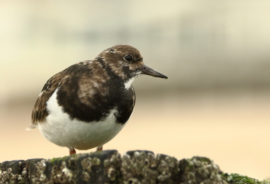 steenloper - Vogels - 