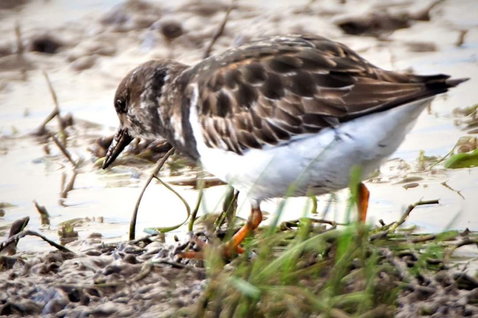 Steenloper - Vogels - Steenloper