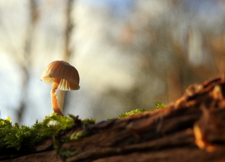 Still standing - Schimmels - 