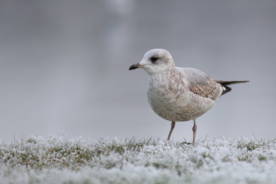 stormmeeuw - Vogels - 