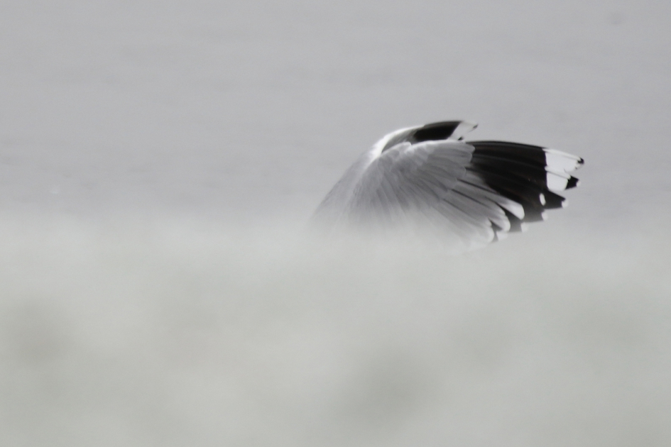 stormmeeuw achter sneeuwberg - Vogels - 
