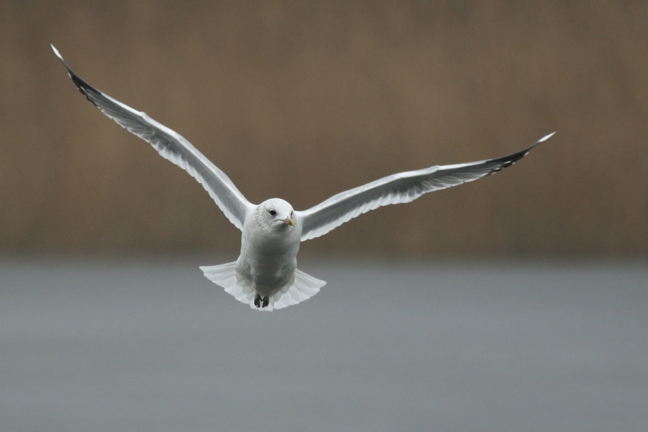 stormmeeuw in winterkleed - Vogels - 