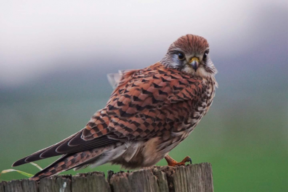 Tevreden - Vogels - Torenvalk