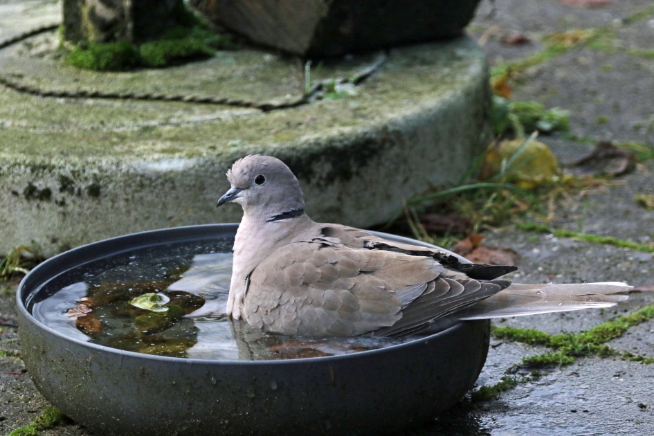 Tja, je moet ergens in badderen... - Vogels - Turkse tortel