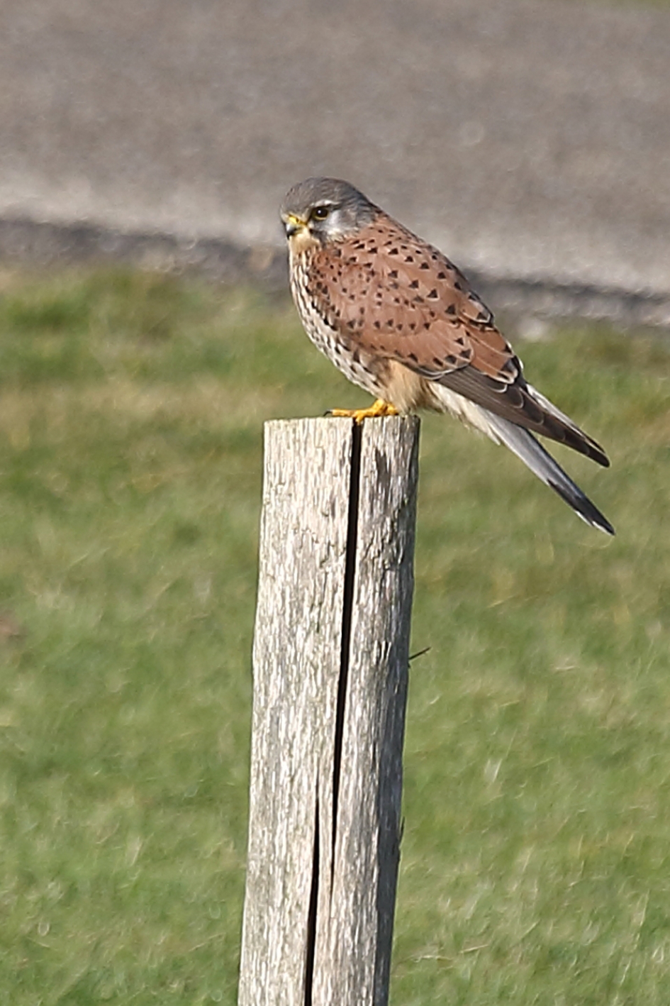 torenvalk - Vogels - 