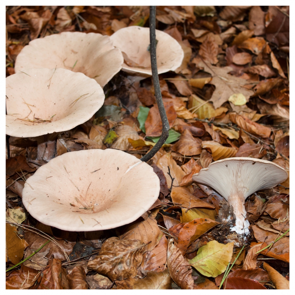 Trechterzwammen - Schimmels - 