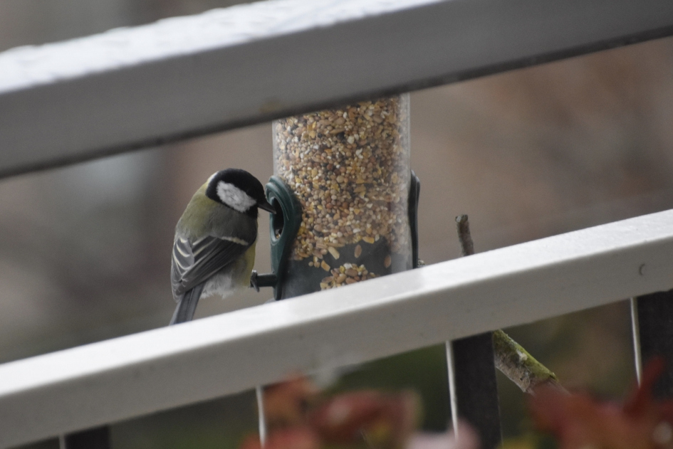 Tussen de reling van het balkon... - Vogels - 