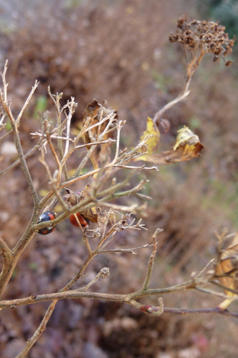 Twee lieveheersbeestjes... - Geleedpotigen - 