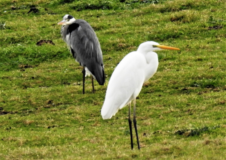 Twee neven bij elkaar - Vogels - Grote Zilverreiger en Blauwe reiger