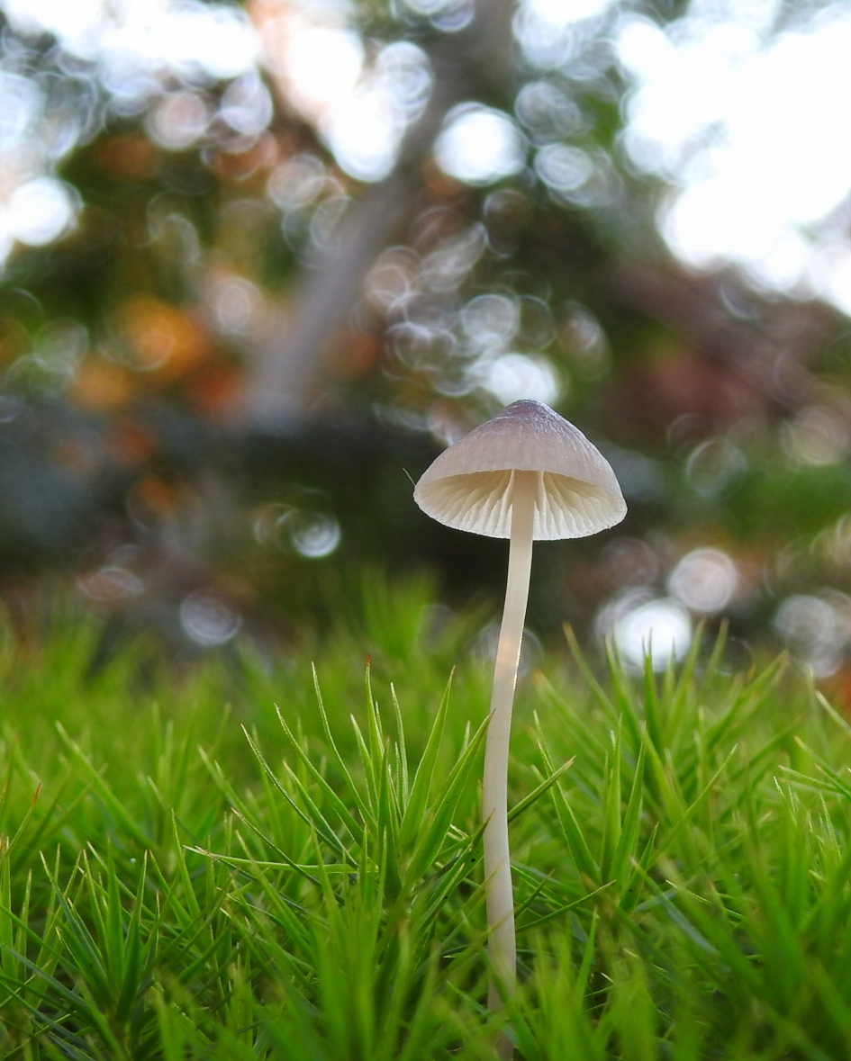 Twinkle twinkle little stars - Schimmels - Mycena