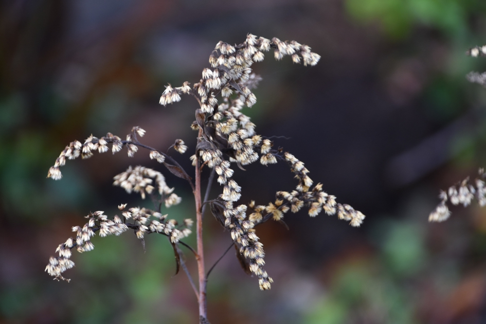 Uitgebloeid - Planten - 