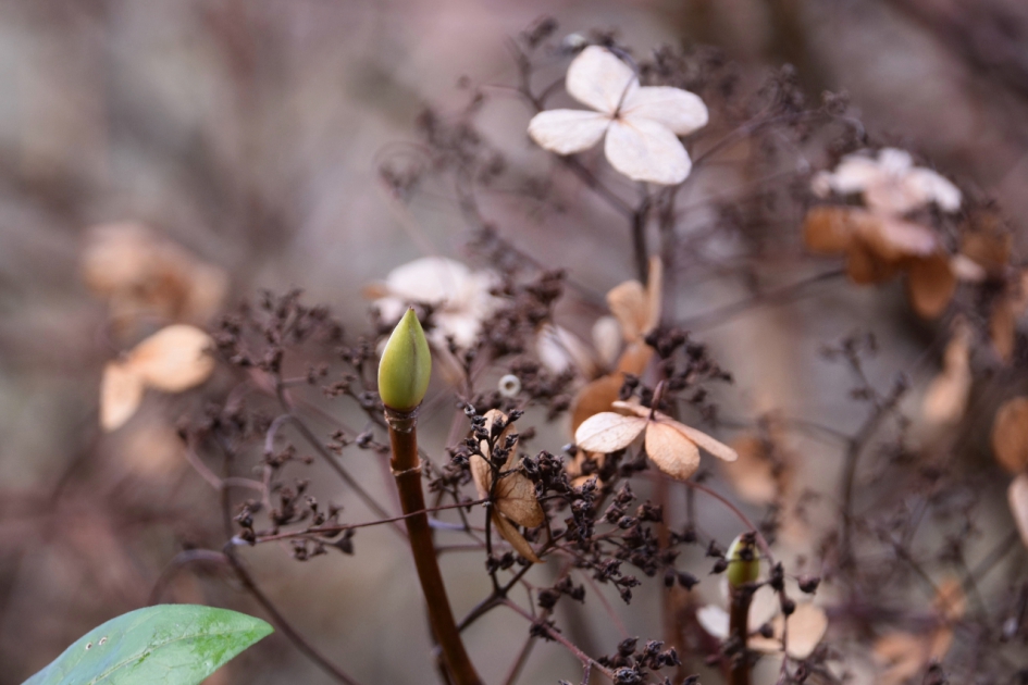 Uitgebloeid en nieuwe knop - Planten - 