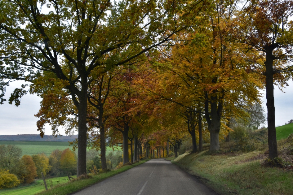 Vanuit de auto - Planten - 