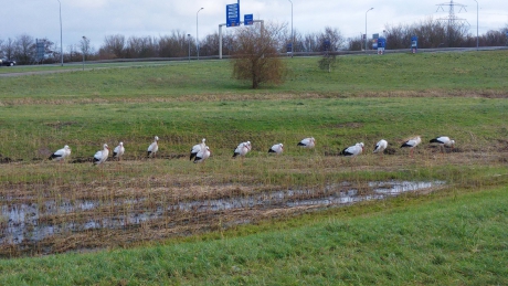 Veldje ooievaars