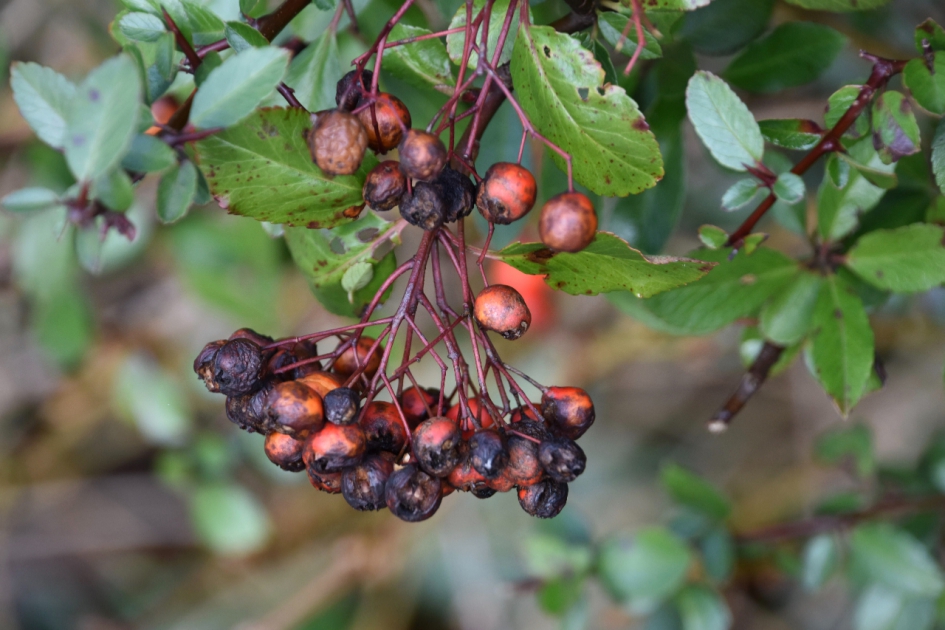 Verschrompeld - Planten - 