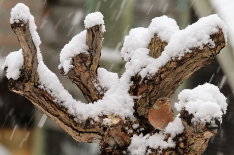 Vink op de boomstronk