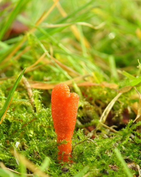 Vleesetende schimmel