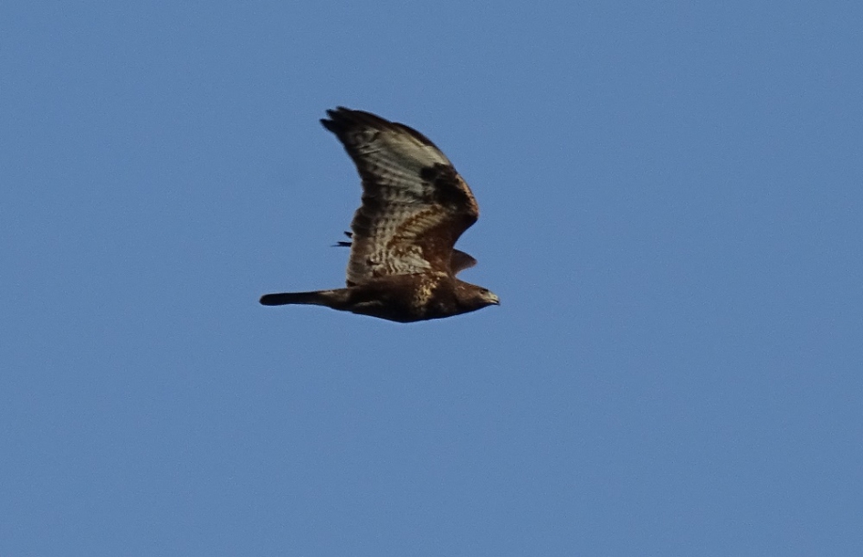vliegende buizerd - Vogels - buizerd