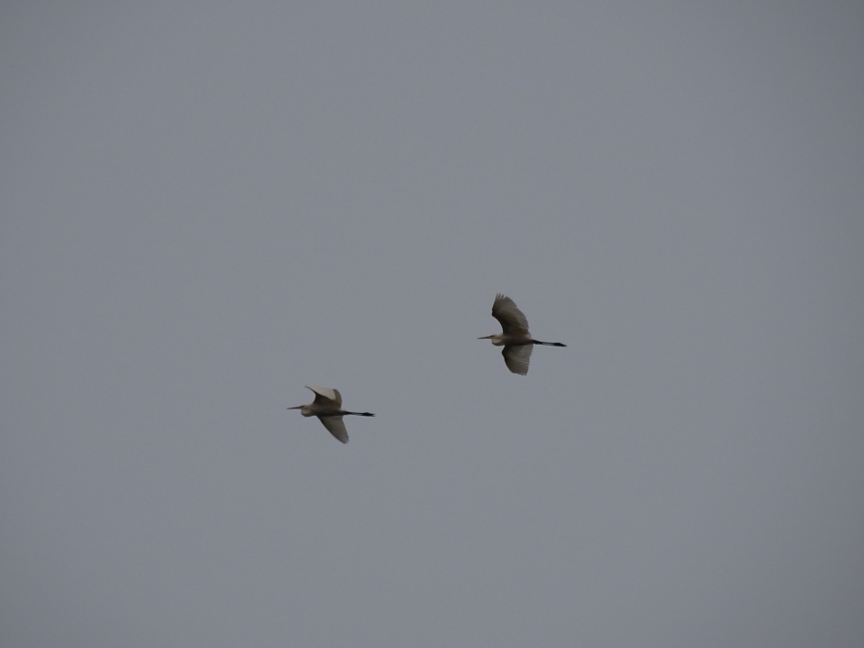 vliegende verrassing - Vogels - grote zilverreiger