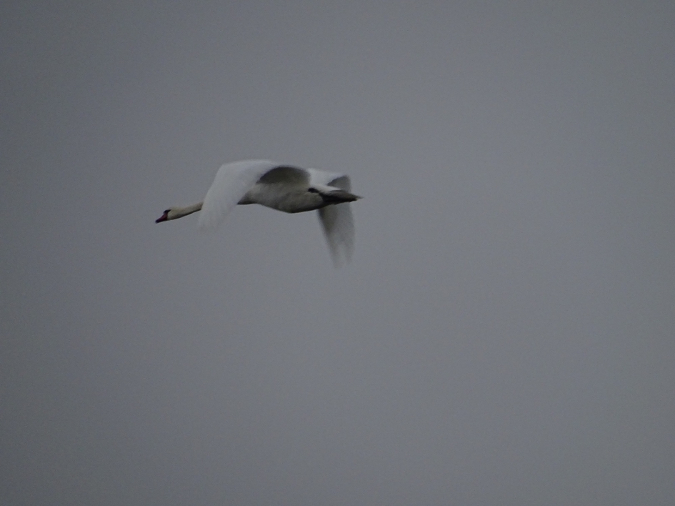 vliegende zwaan - Vogels - knobbelzwaan