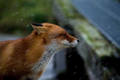 Vos in de hagel