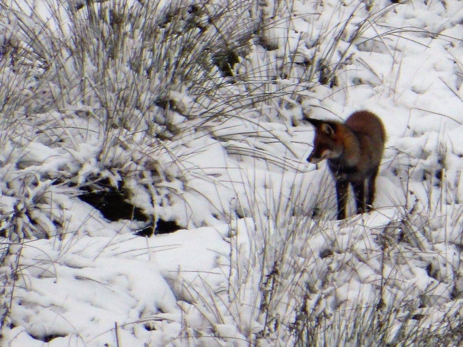 Vos in de sneeuw - Zoogdieren - Vos
