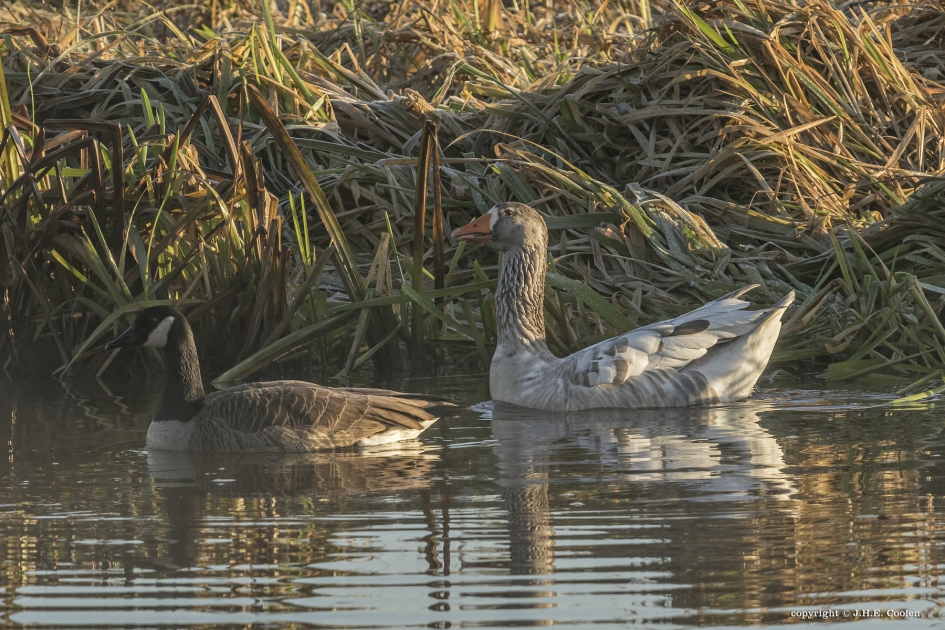 Vreemde gans - Vogels - Gans