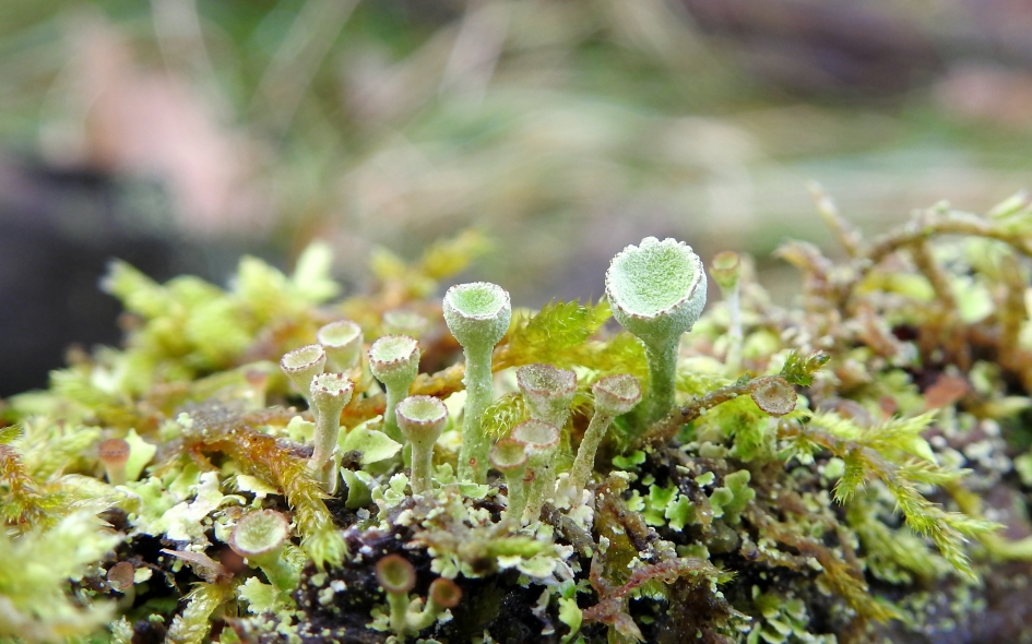 Vroeg kerststukje - Schimmels - Bekermos