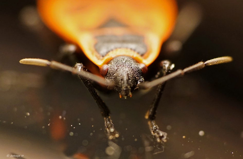 Vurige ogen - Geleedpotigen - Vuurwants