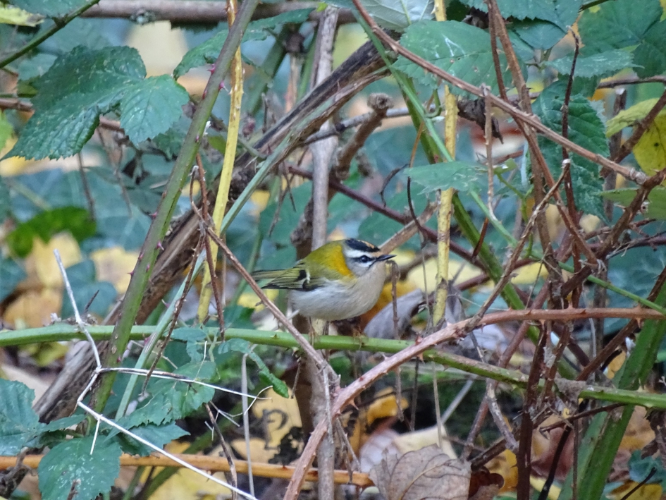 vuurgoudhaan tussen de bramen - Vogels - vuurgoudhaan