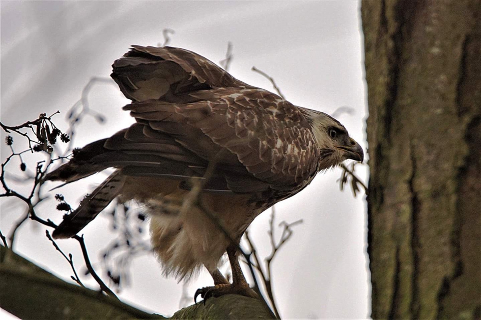 Waar is die fotograaf  gebleven?? - Vogels - Buizerd