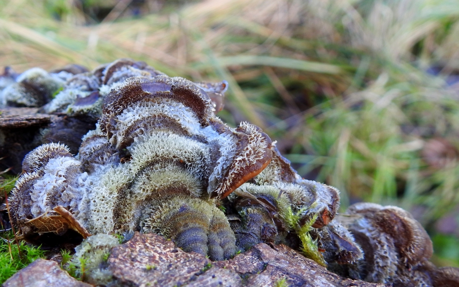 Wat een kleuren - Schimmels - Viltig judasoor
