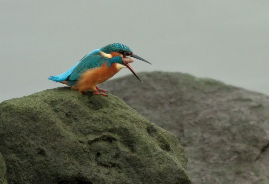 Wat er in gaat... - Vogels - ijsvogel